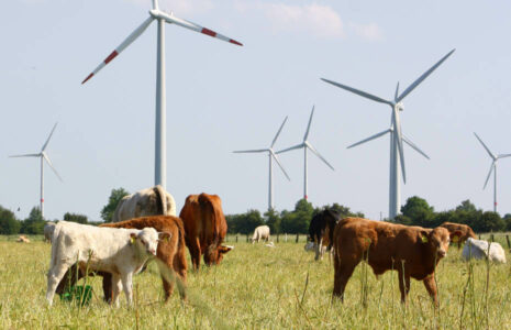 Klimawandel - Rinder im Sommer vor Windpark in Thedinghausen