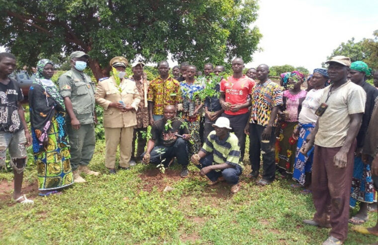 Oxfam Entwicklungsarbeit Mali - Baum-Pflanzungen