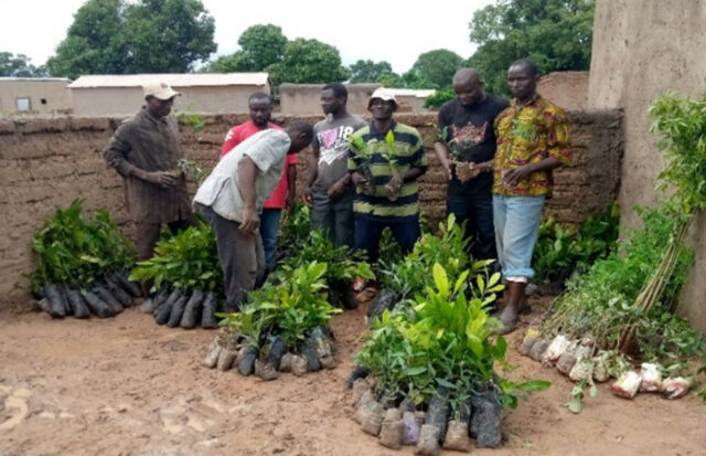 Oxfam Entwicklungsarbeit Mali - Baum-Pflanzungen