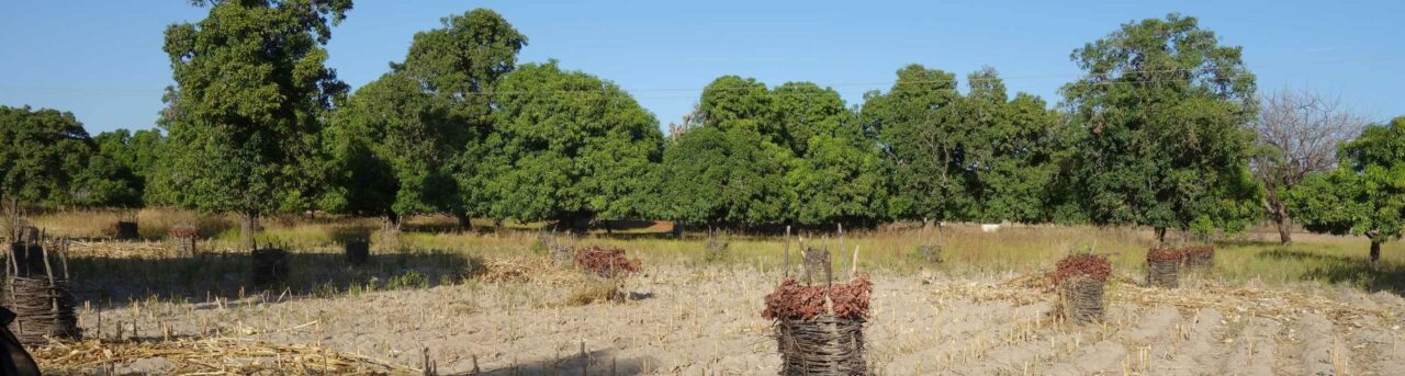 Oxfam - Entwicklungsarbeit in Mali mit jungen Bäumen