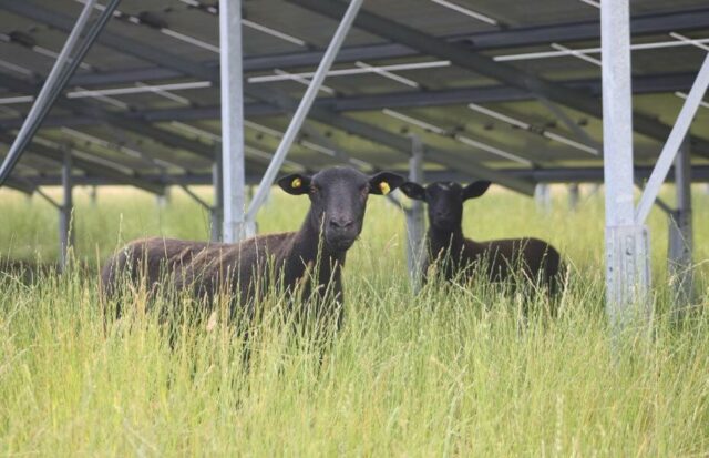 Ökorenta-Solarpark Burhafe - Schafe und Biodiversität